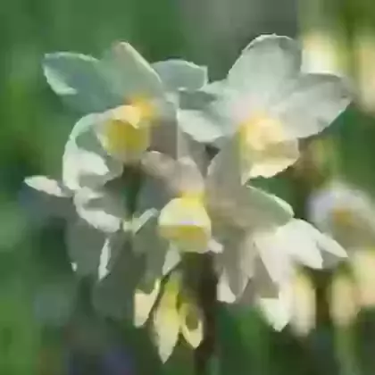 Silver Chimes